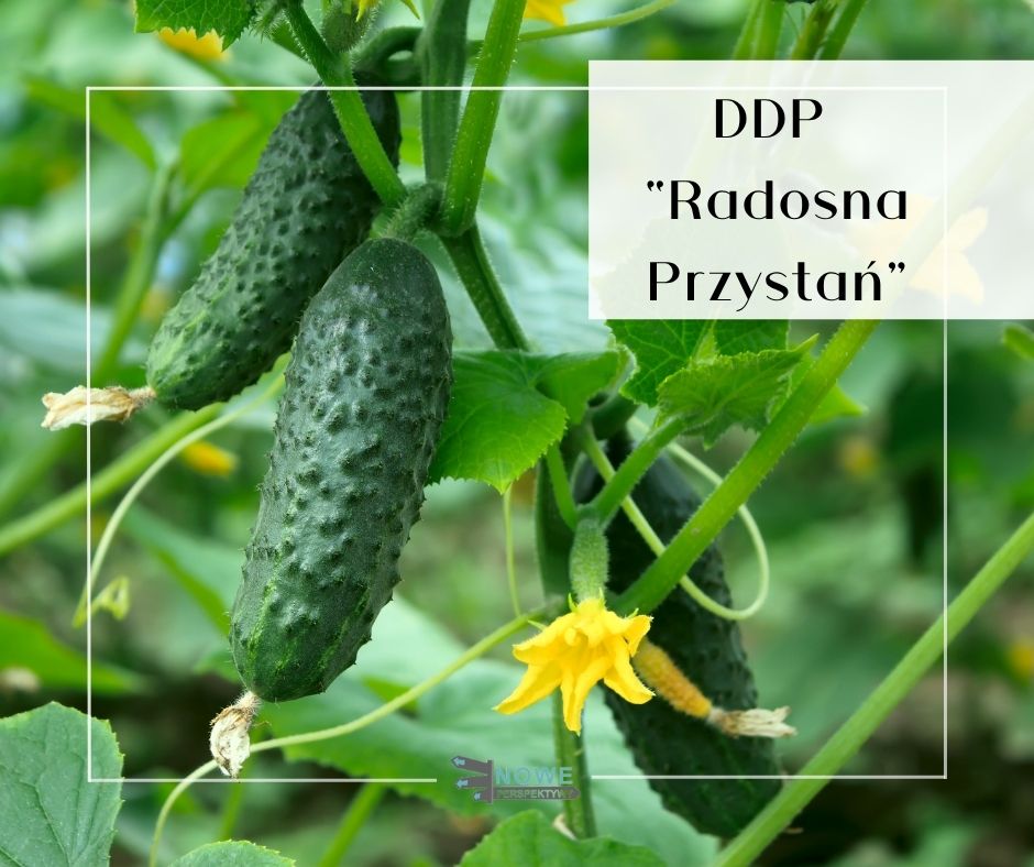 Sezon ogórkowy – DDP „Radosna Przystań”